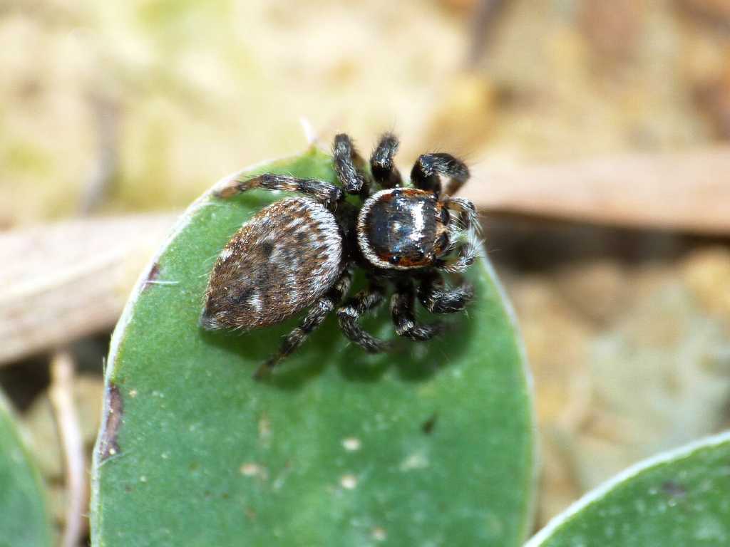 Hasarius adansonii? No. Evarcha jucunda - Tolfa (RM)